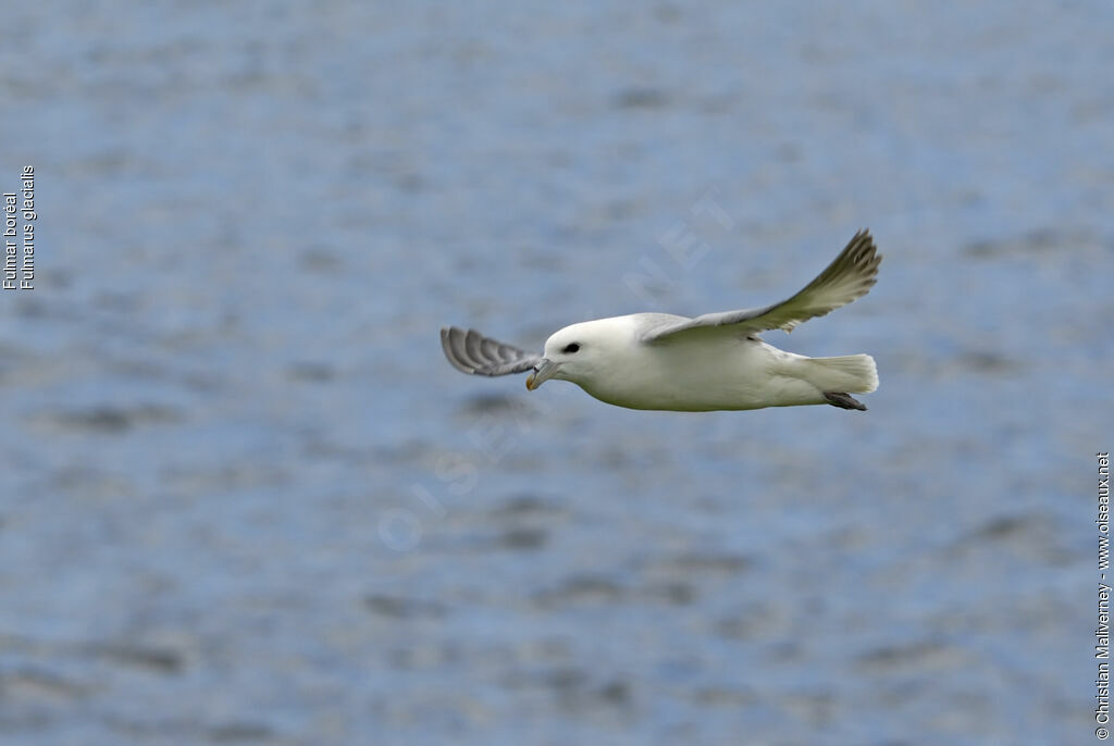 Northern Fulmaradult breeding, Flight