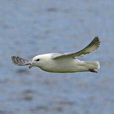 Fulmar boréal