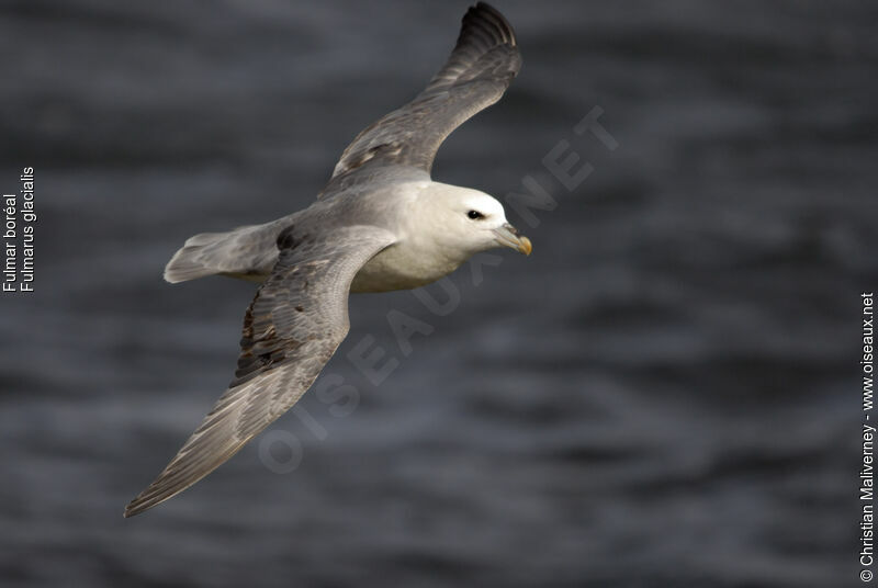 Northern Fulmaradult breeding, Flight