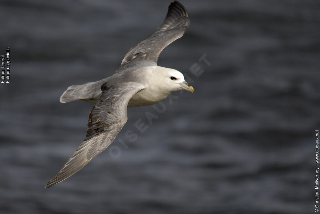 Fulmar boréaladulte nuptial, Vol