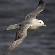 Northern Fulmar