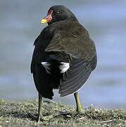 Common Moorhen