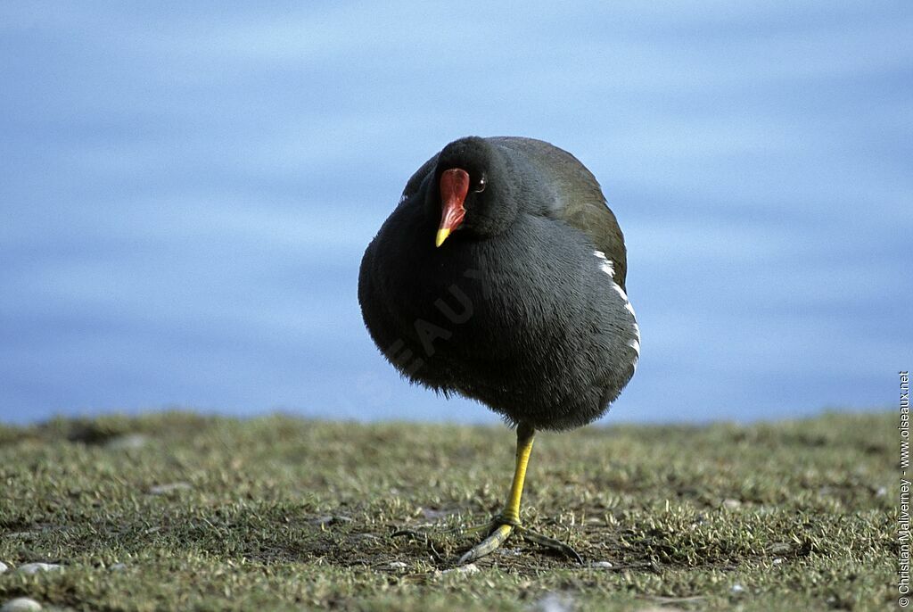 Gallinule poule-d'eauadulte