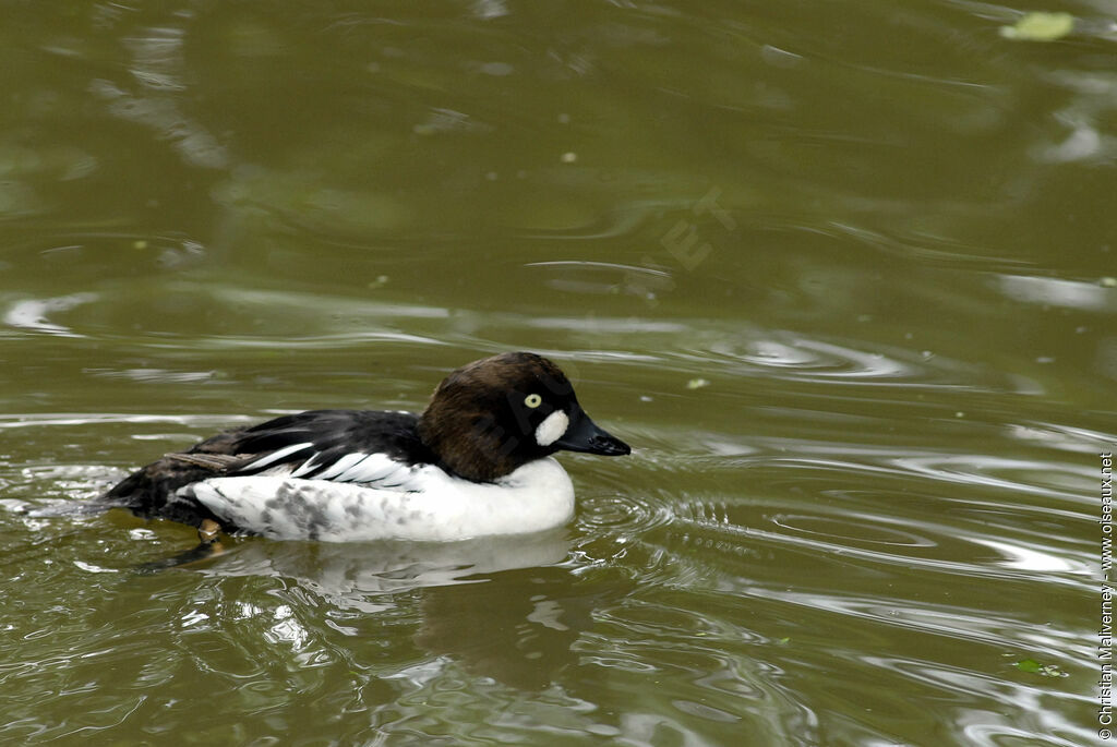 Common Goldeneye male adult breeding, identification