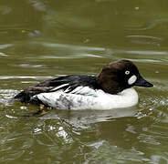 Common Goldeneye