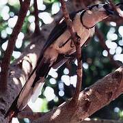 White-throated Magpie-Jay