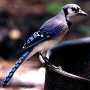 Blue Jay