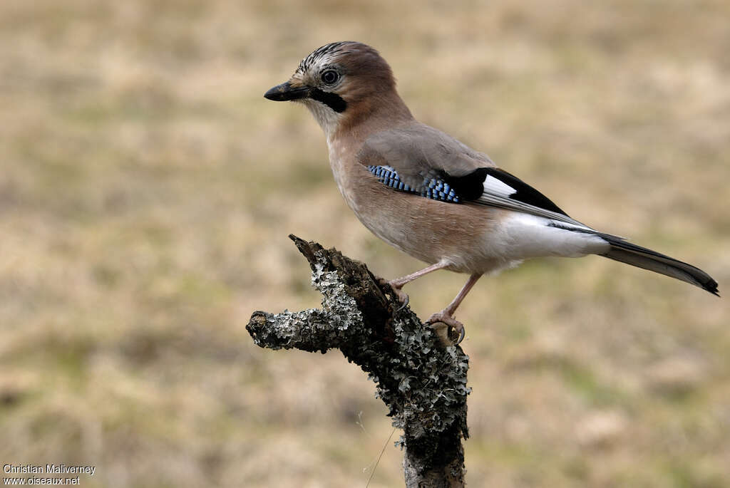 Eurasian Jayadult post breeding, identification