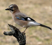 Eurasian Jay