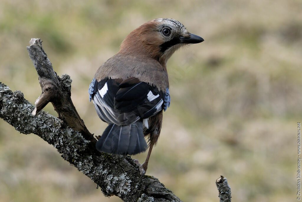 Eurasian Jayadult post breeding, identification