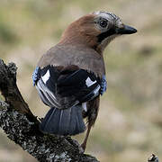 Eurasian Jay