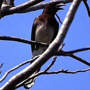 Brown Jay