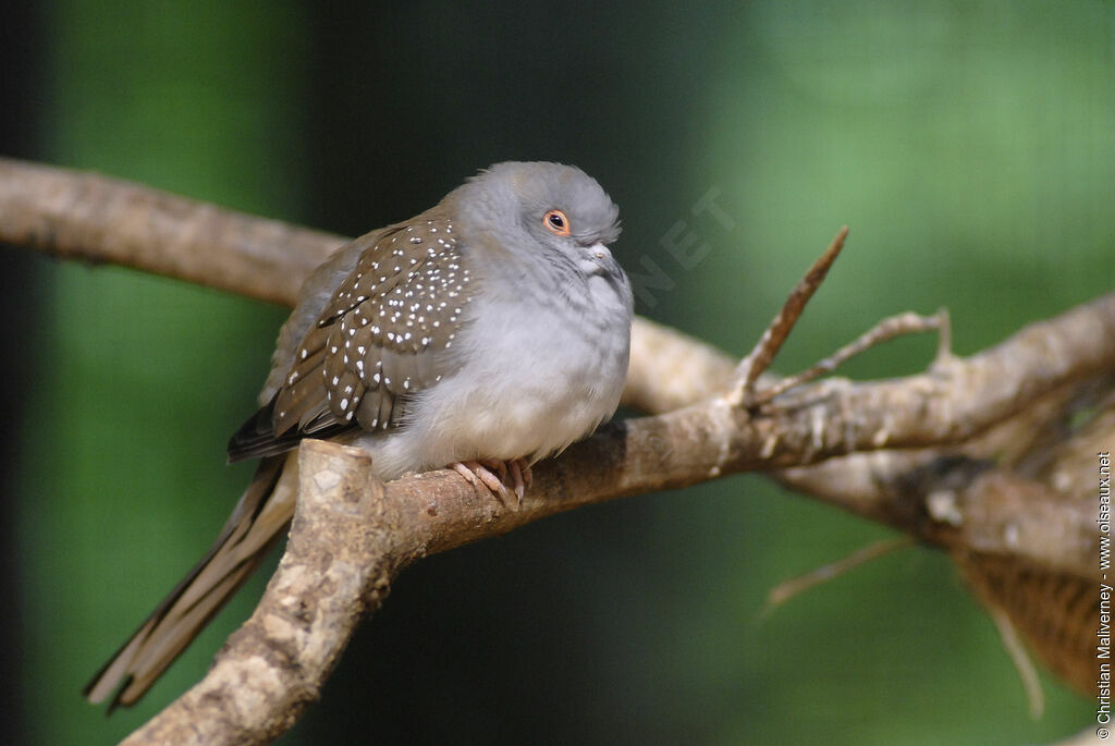 Géopélie diamantadulte, identification