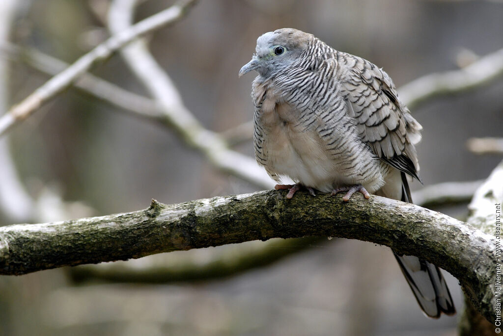 Zebra Doveadult, identification