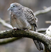 Zebra Dove