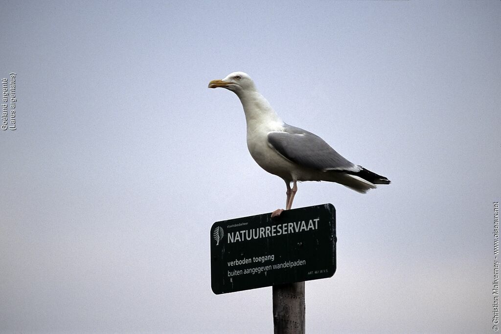 Goéland argentéadulte nuptial, identification