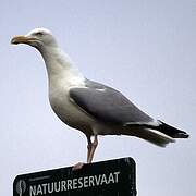 European Herring Gull