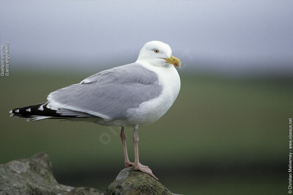 European Herring Gulladult breeding, identification