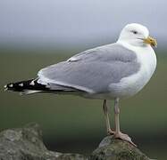 European Herring Gull