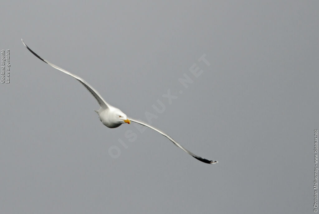 European Herring Gulladult breeding, Flight