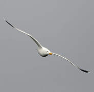 European Herring Gull