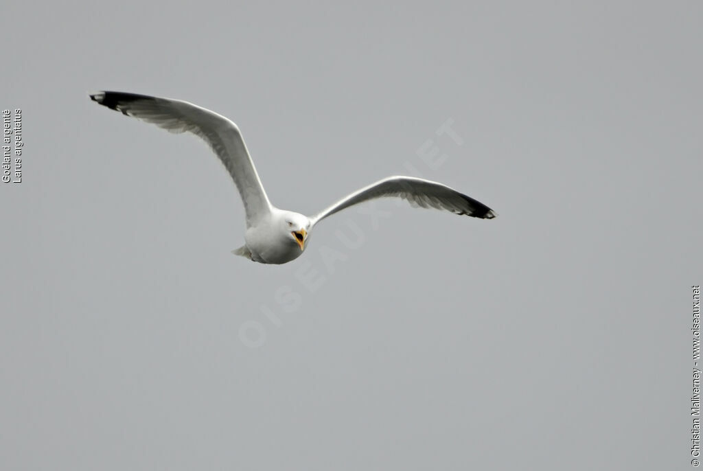 European Herring Gulladult breeding, Flight