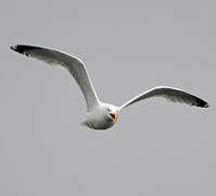 European Herring Gull