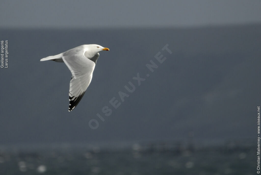 European Herring Gulladult breeding, Flight