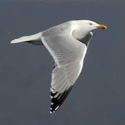 European Herring Gull