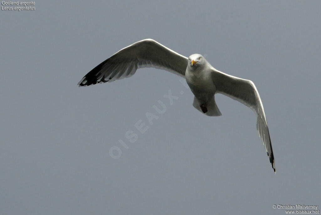 European Herring Gulladult breeding, Flight