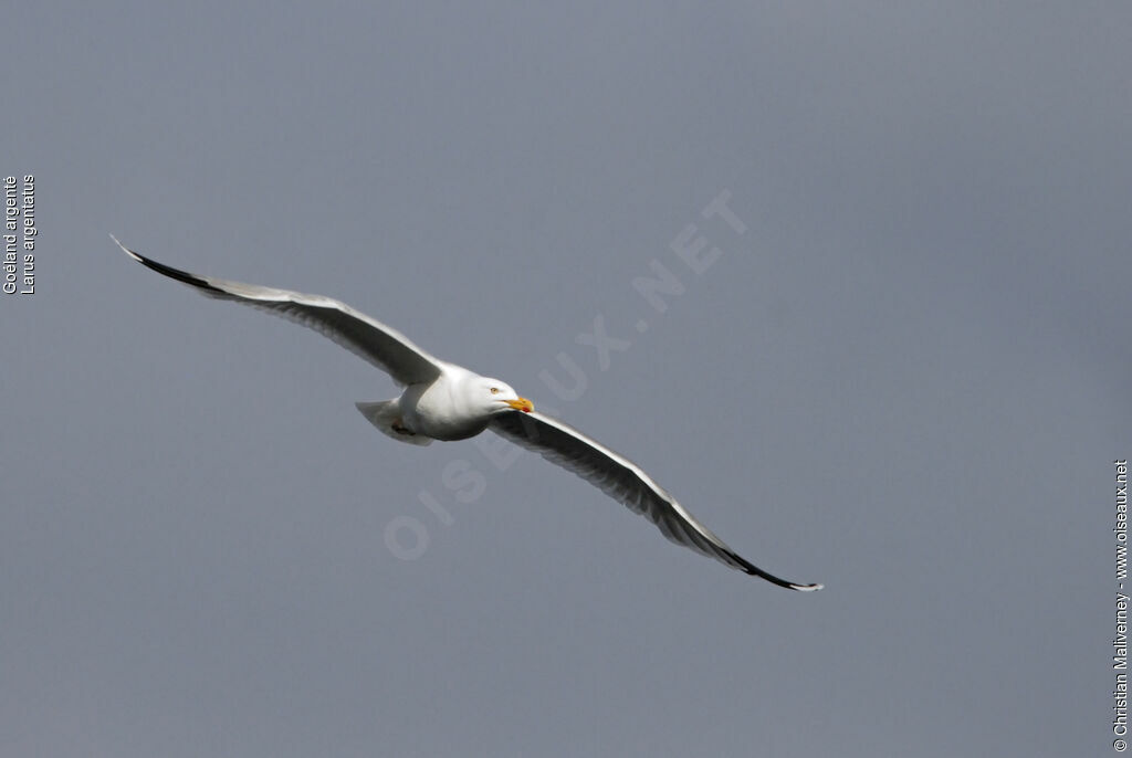 European Herring Gulladult breeding, Flight