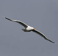 European Herring Gull