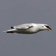 European Herring Gull