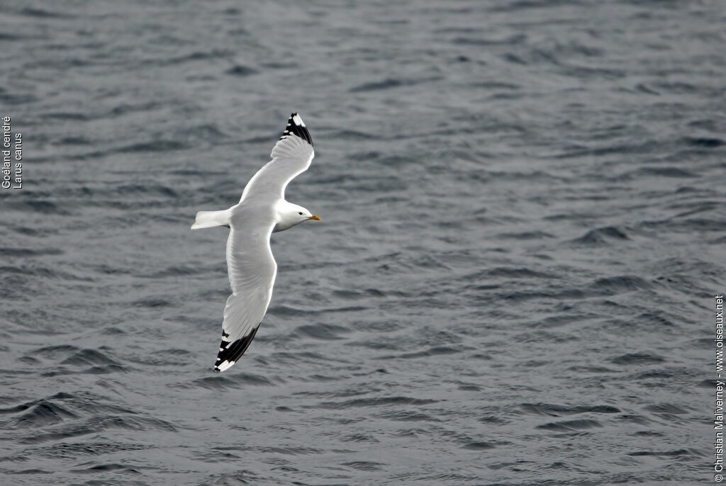 Mew Gulladult breeding, Flight