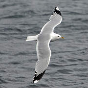 Common Gull