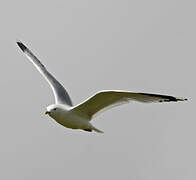 Common Gull