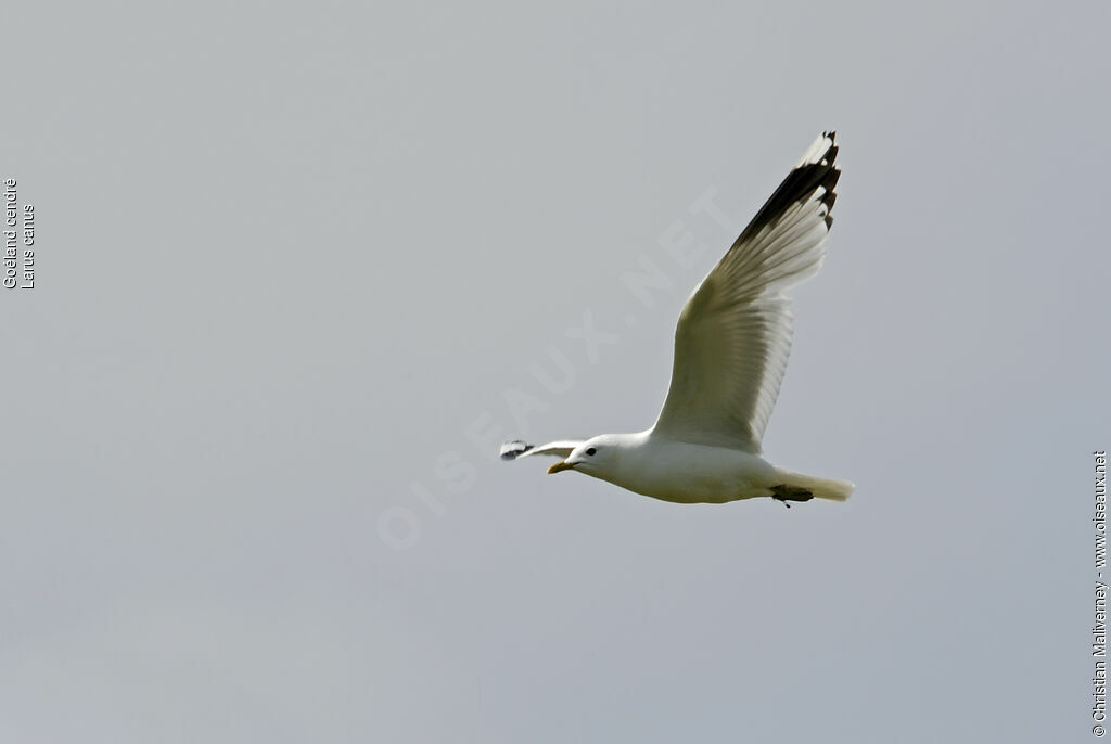 Common Gulladult breeding, Flight