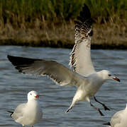 Audouin's Gull