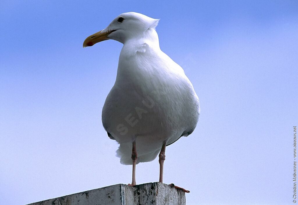 Goéland d'Audubonadulte