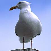 Western Gull