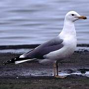 California Gull