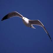 California Gull