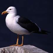 Yellow-footed Gull