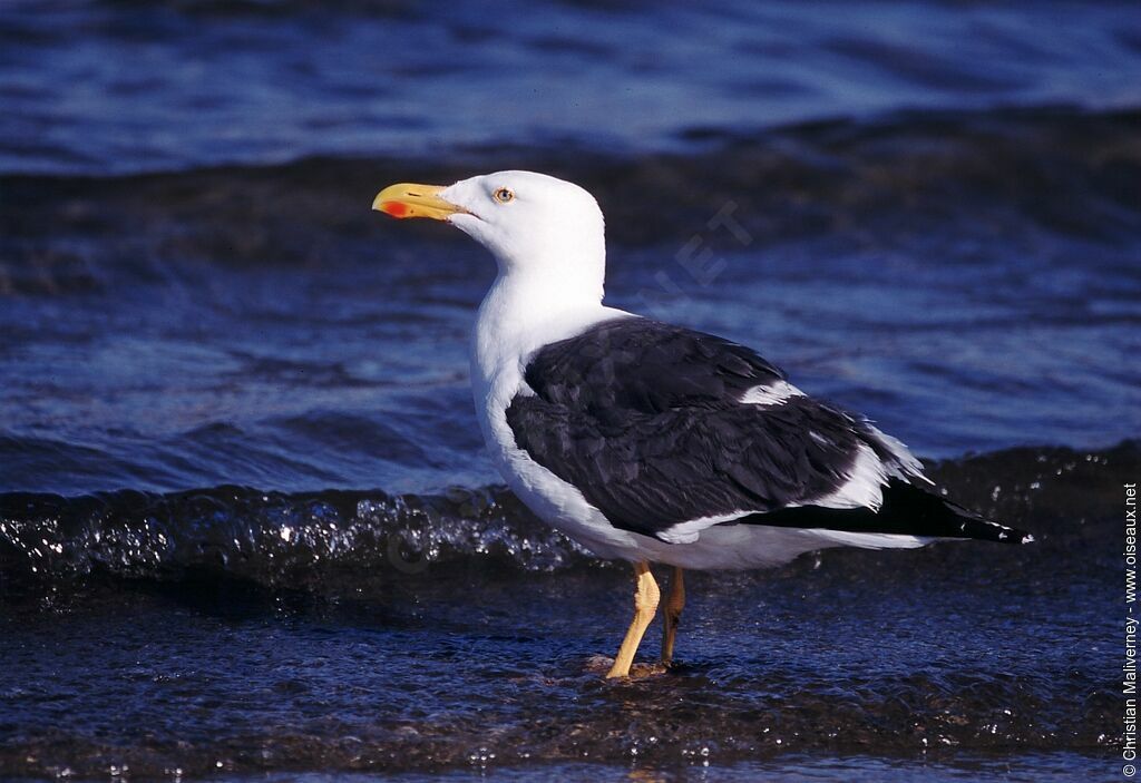 Yellow-footed Gulladult