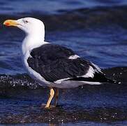 Yellow-footed Gull