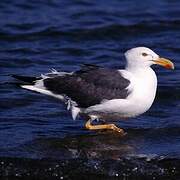 Yellow-footed Gull