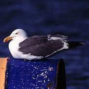 Yellow-footed Gull