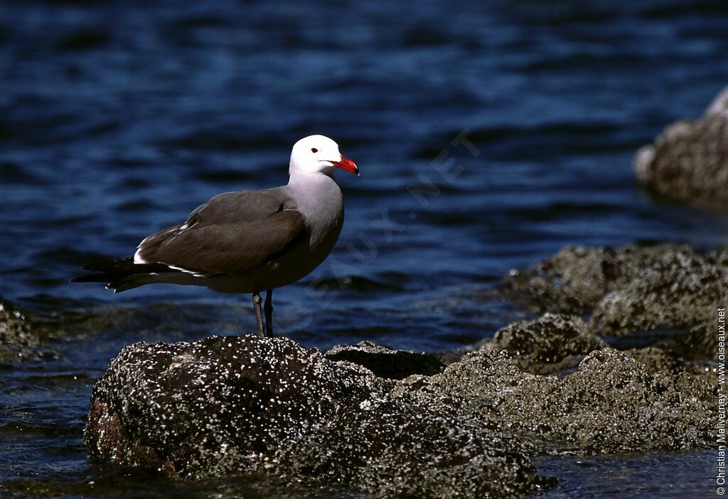 Heermann's Gulladult breeding