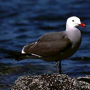 Heermann's Gull