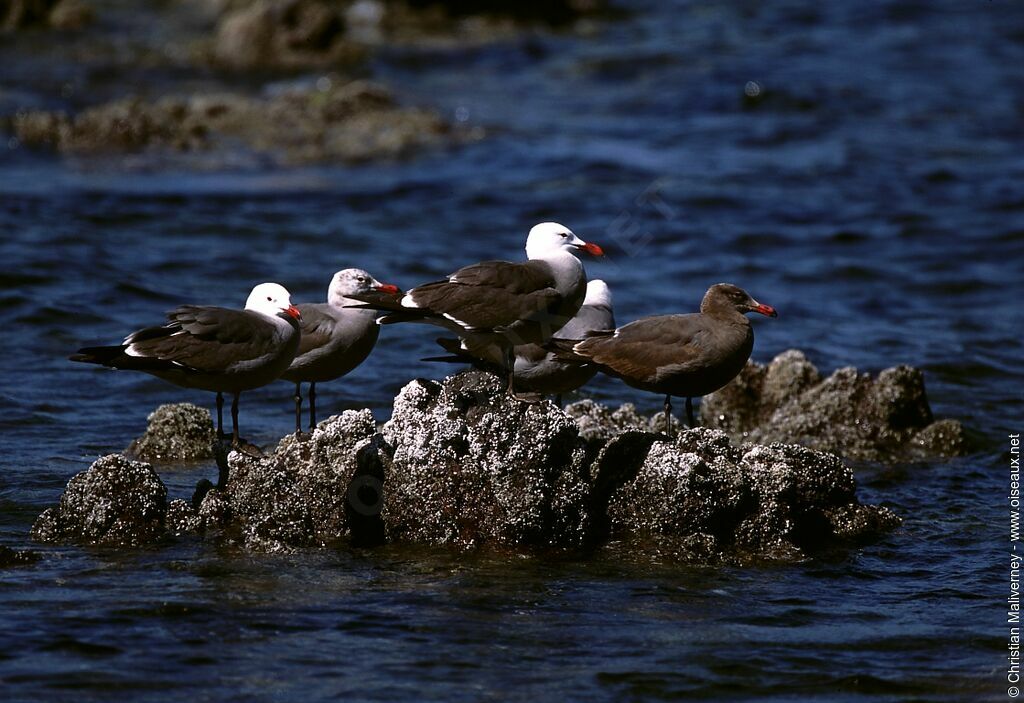 Heermann's Gull